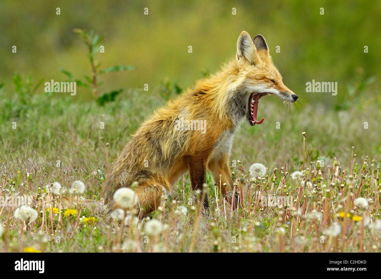 Red Fox bâillements dans une prairie au printemps Banque D'Images