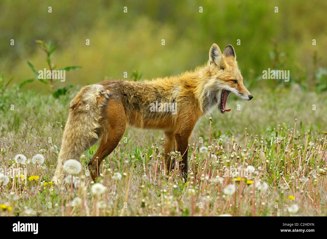 Le bâillement fox et fleurs de printemps. Banque D'Images