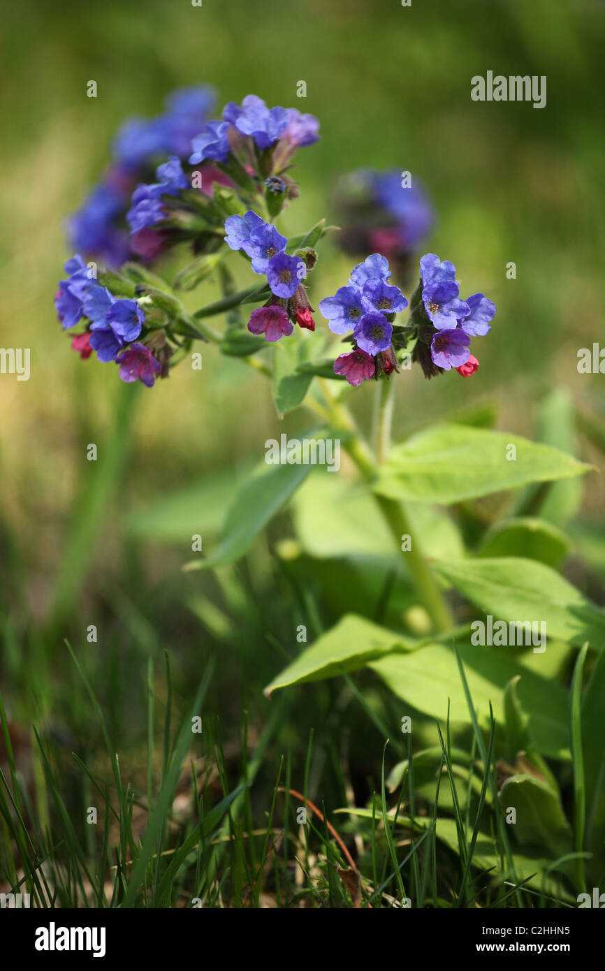 Pulmonaria officinalis (herbe), emplacement : Holubyho luky, petites Karpates, la Slovaquie. Banque D'Images