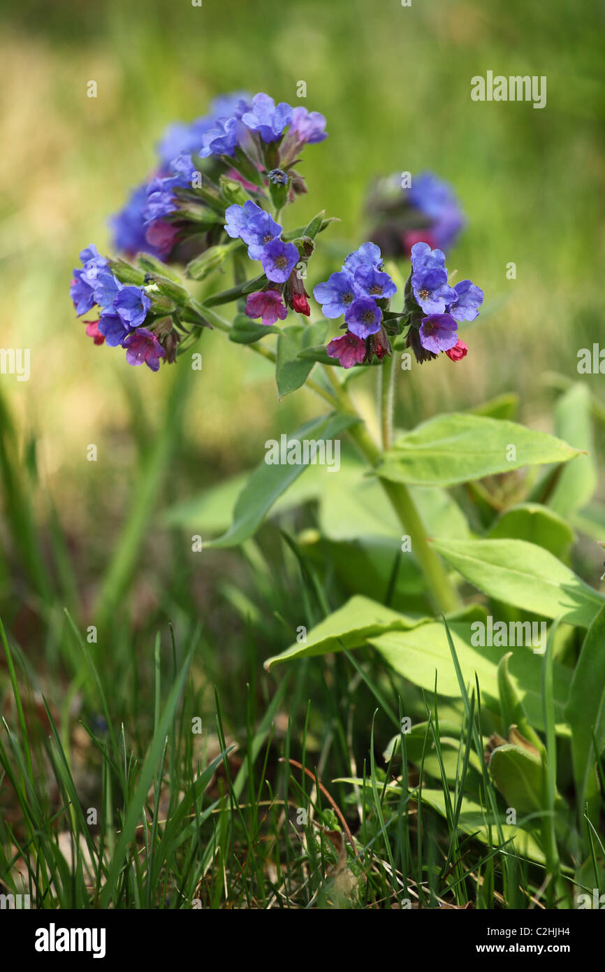 Pulmonaria officinalis (herbe), emplacement : Holubyho luky, petites Karpates, la Slovaquie. Banque D'Images