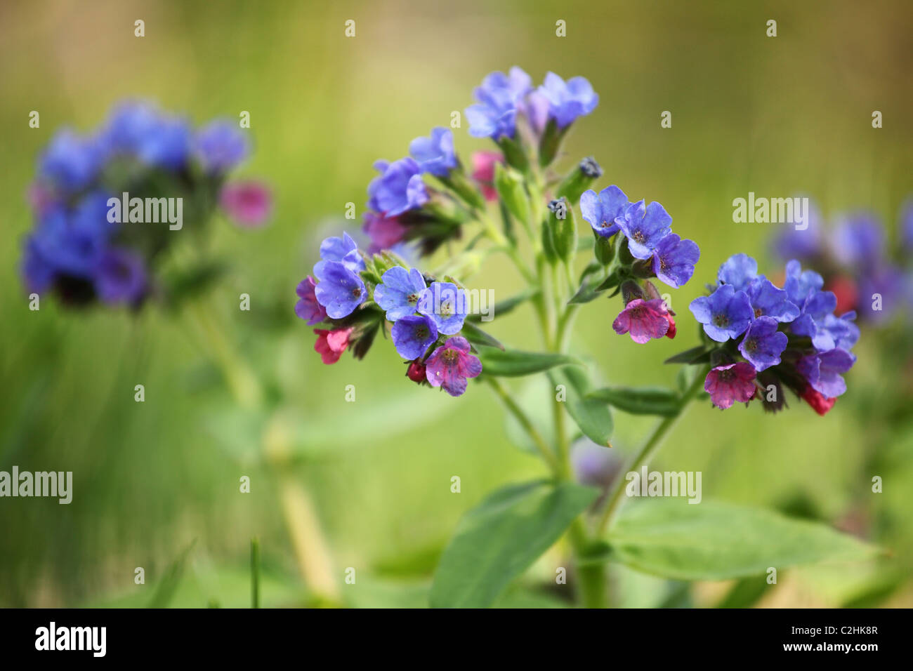 Pulmonaria officinalis (herbe), emplacement : Holubyho luky, petites Karpates, la Slovaquie. Banque D'Images