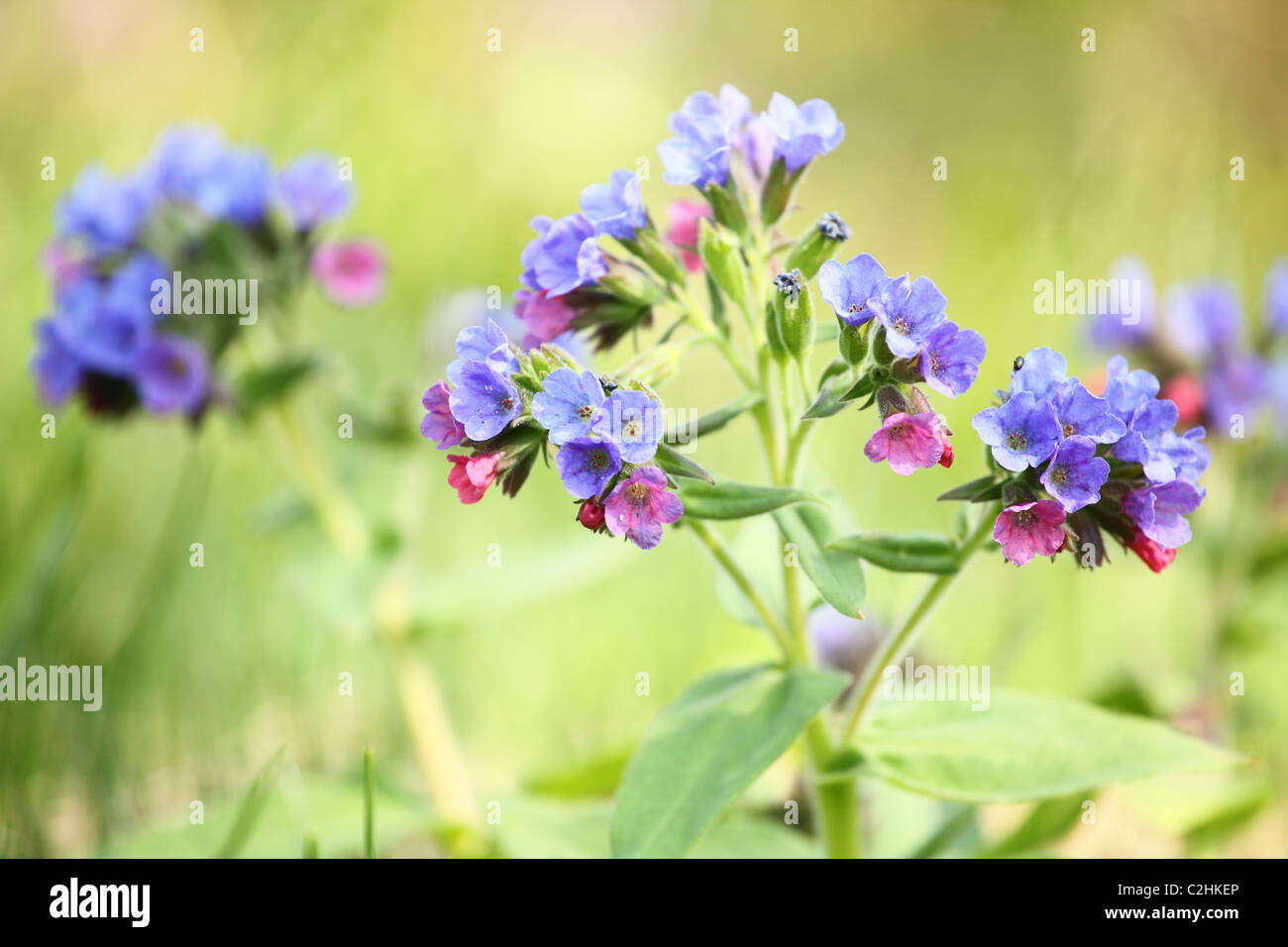 Pulmonaria officinalis (herbe), emplacement : Holubyho luky, petites Karpates, la Slovaquie. Banque D'Images