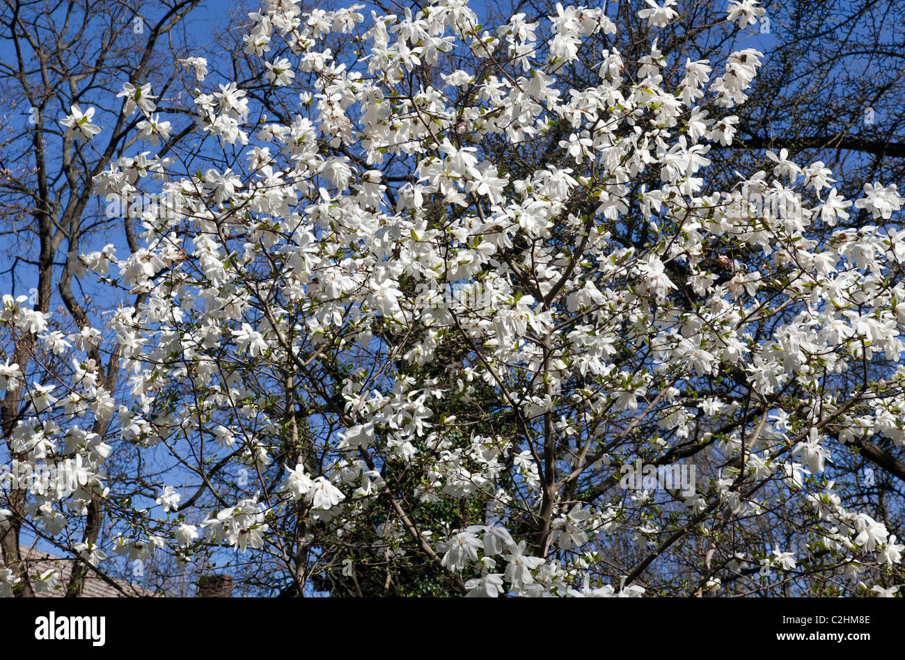 Magnolia blossum Banque D'Images