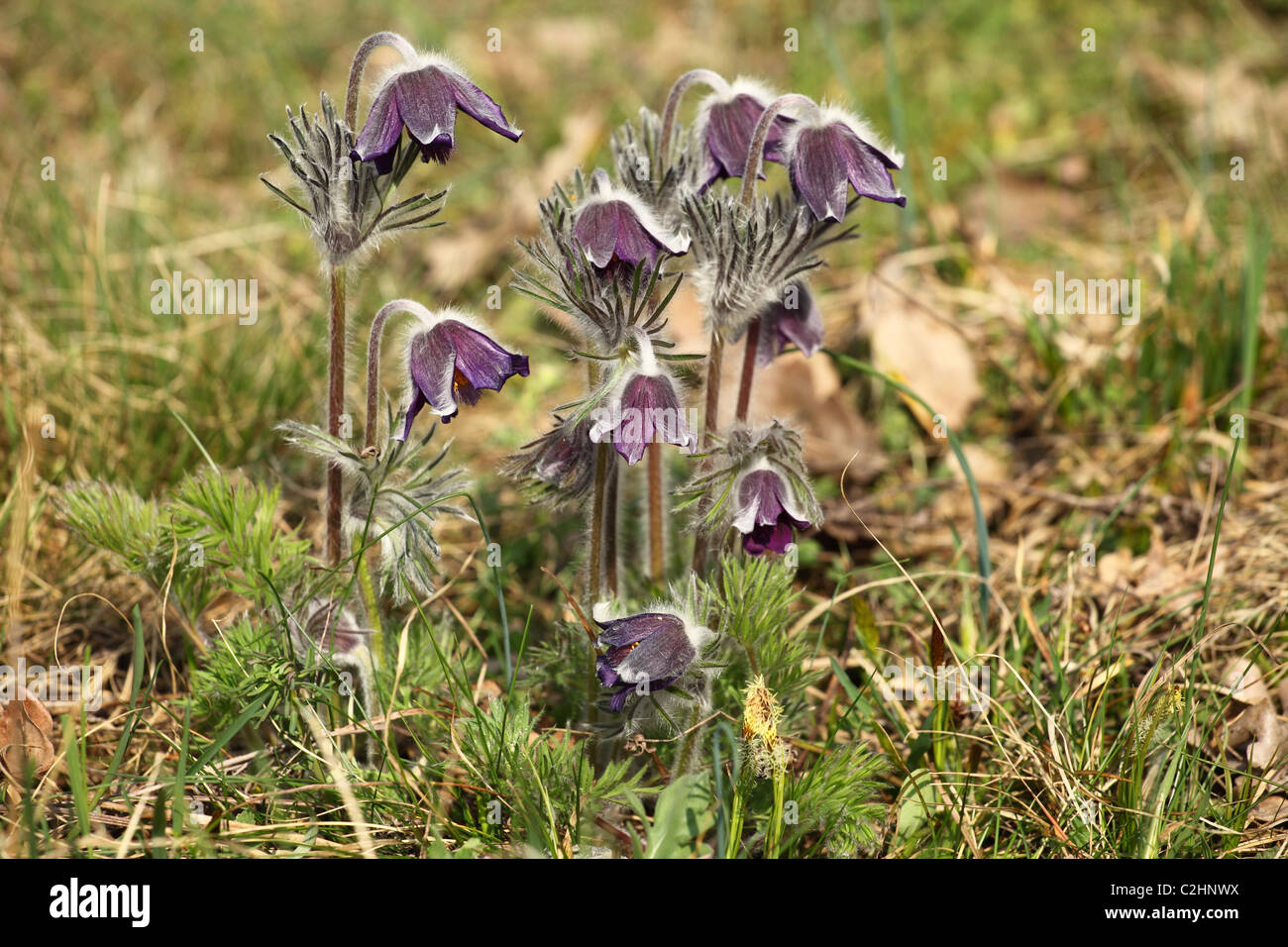 Pulsatilla nigricans (Pasque Flower), emplacement : Holubyho luky, petites Karpates, la Slovaquie. Banque D'Images