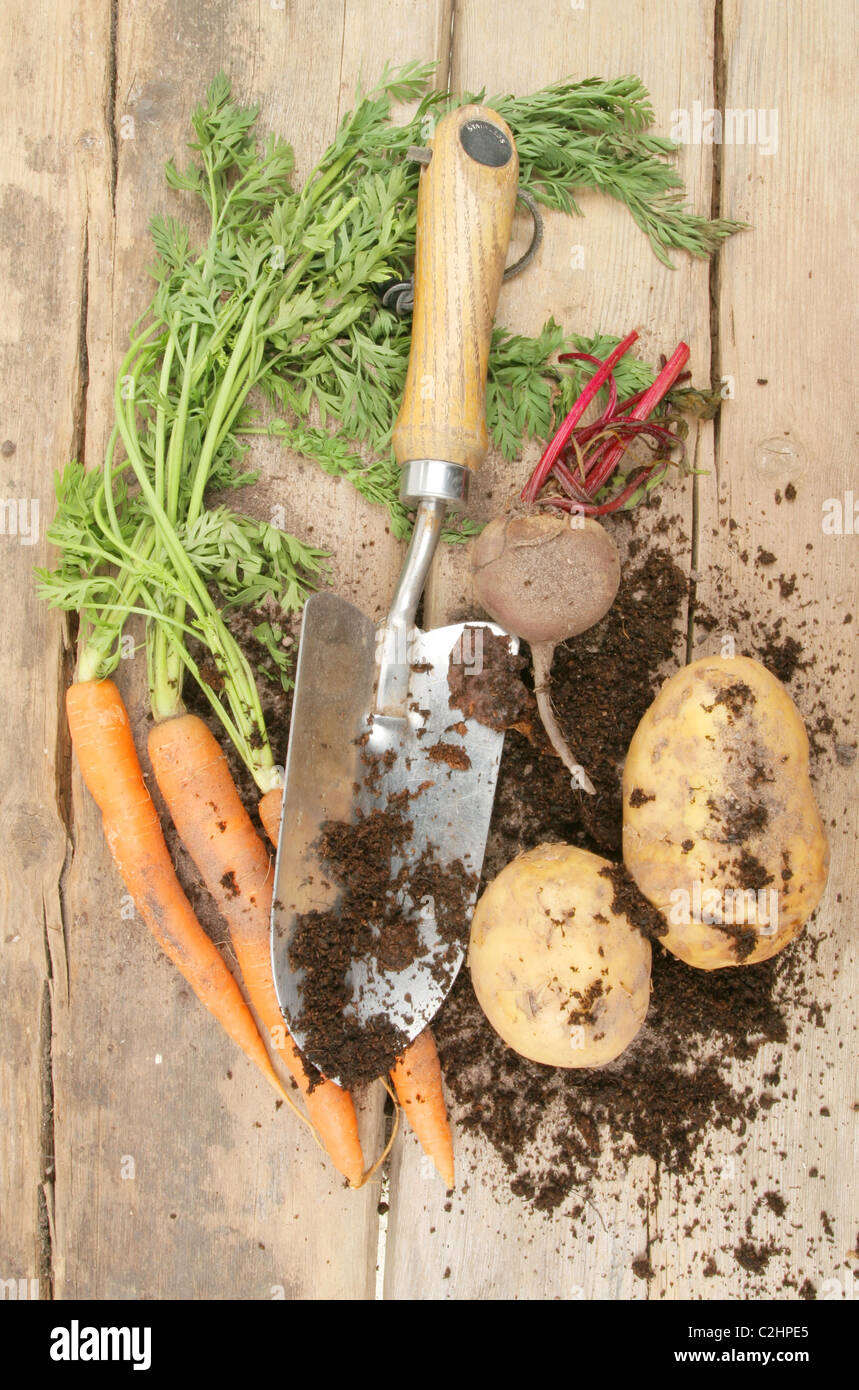 Les légumes racines fraîchement creusée dans le sol et à la truelle sur Weathered Wood Banque D'Images