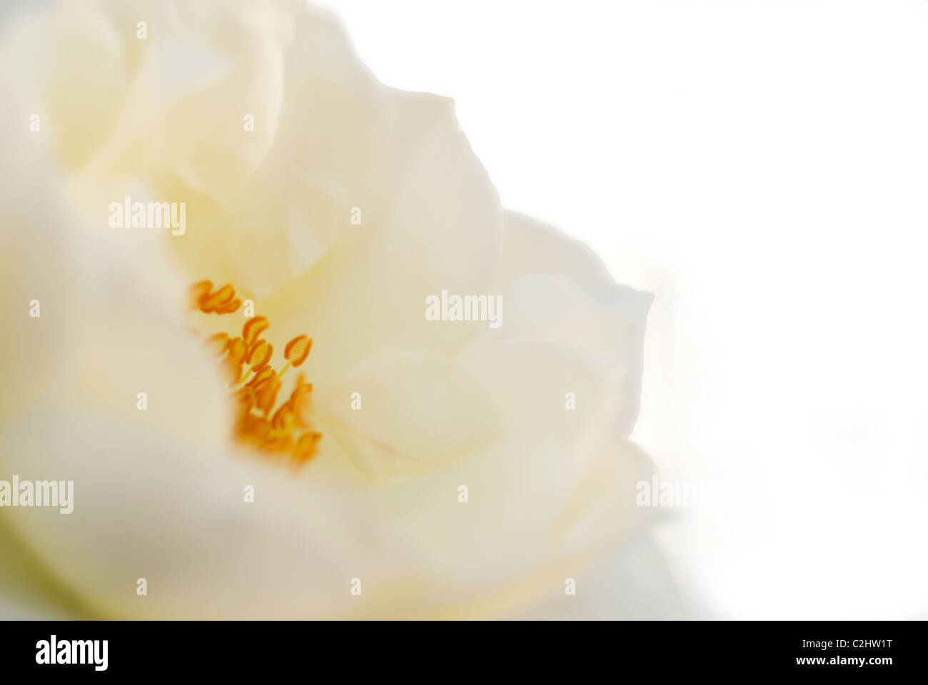 Isis blanc rose, rose, fleur blanche Banque D'Images