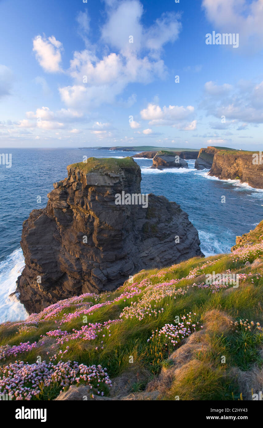 De plus en plus d'épargne d'été le long des falaises à la tête de la boucle, le comté de Clare, Irlande. Banque D'Images