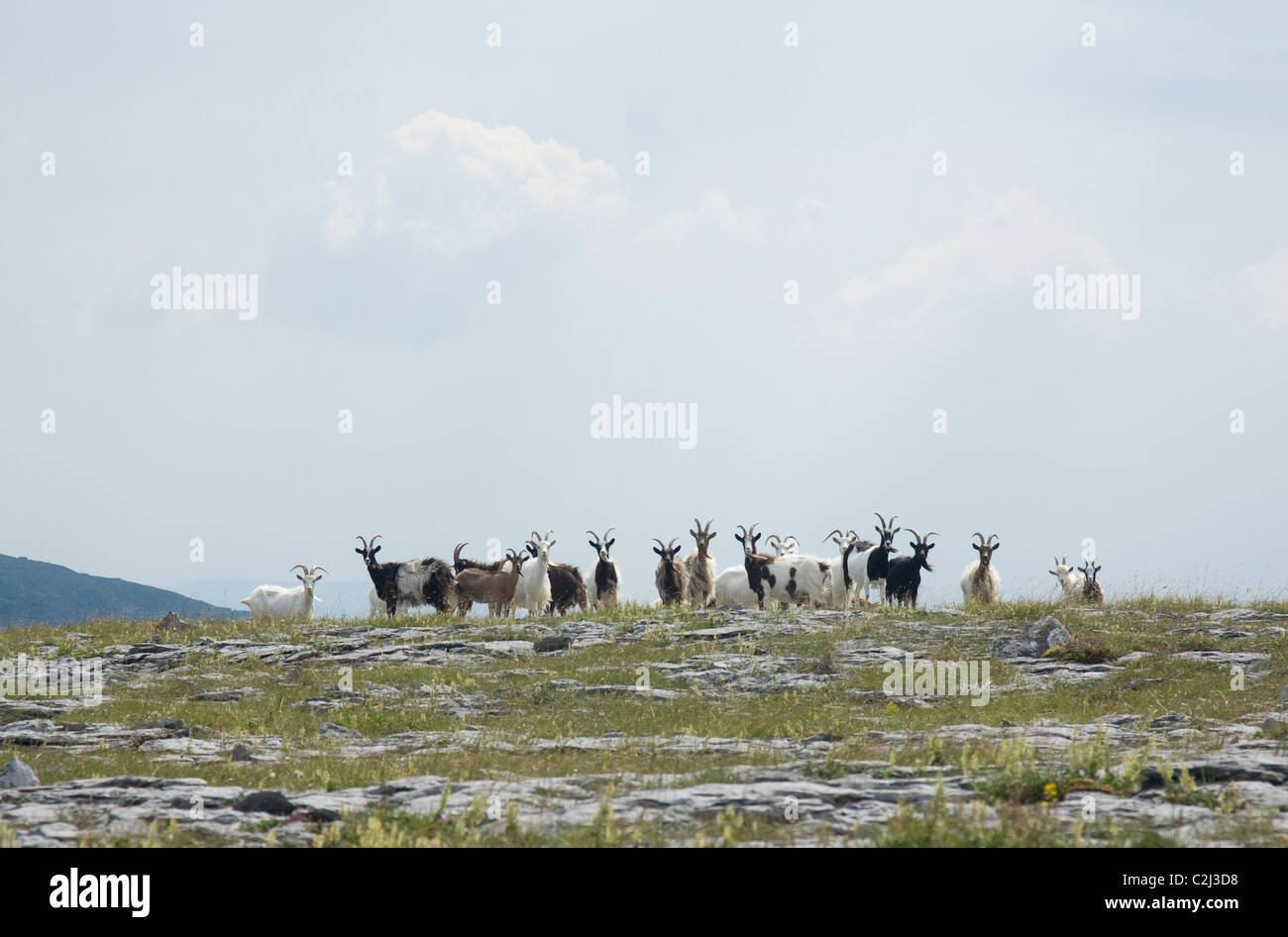 Troupeau de chèvres sauvages, Turlough Hill, le Burren, comté de Clare, Irlande. Banque D'Images