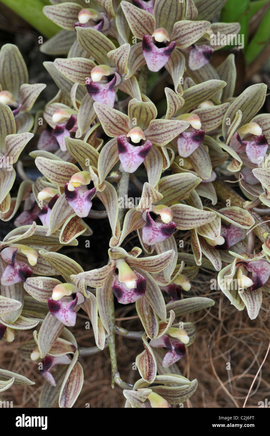 Orchid : Cymbidium devonianum Banque D'Images