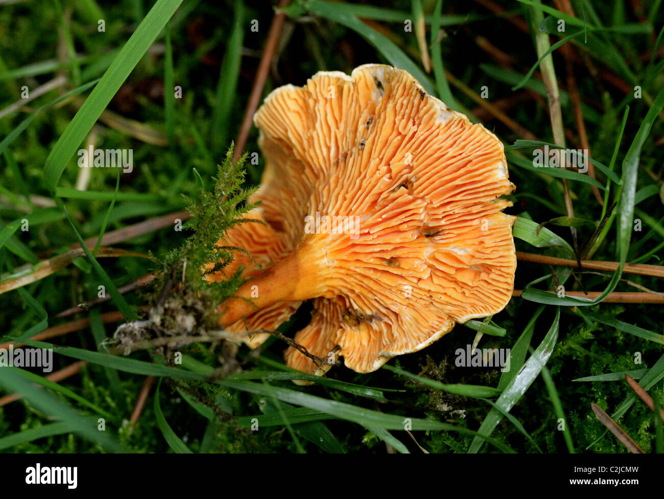 Fausse Chanterelle Champignons, Hygrophoropsis aurantiaca, Hygrophoropsidaceae. Decurrent dessous montrant des branchies. Banque D'Images
