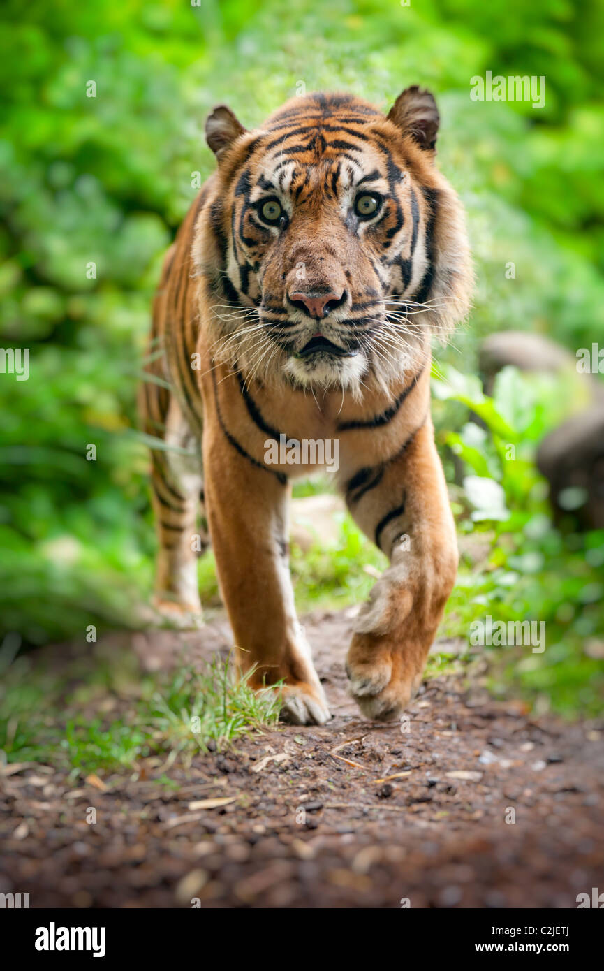Près d'un tigre de Sumatra dans la forêt Banque D'Images