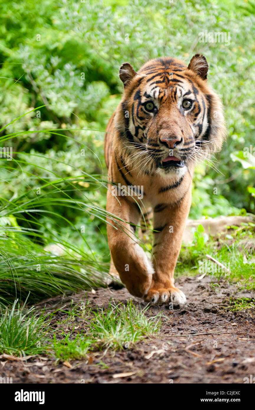 Près d'un tigre de Sumatra dans la forêt Banque D'Images