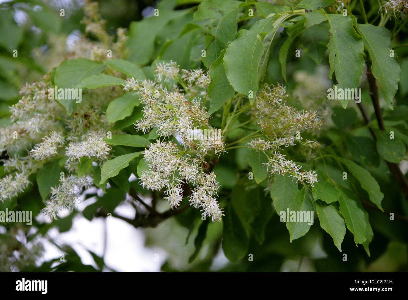 Arbre du ciel, Ailanthus altissima, Simaroubaceae. Au nord-est et le centre de la Chine et Taïwan. Banque D'Images