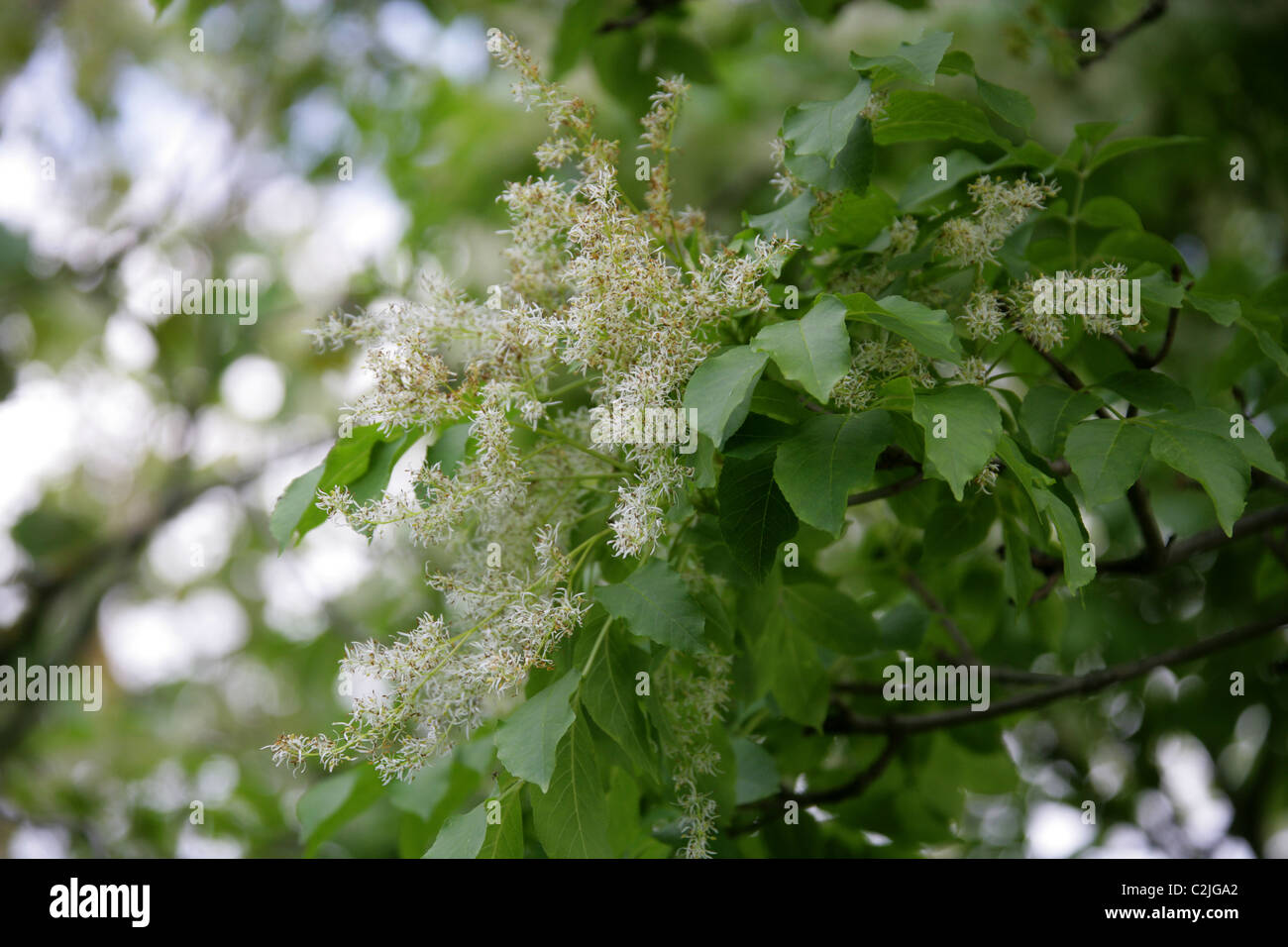 Arbre du ciel, Ailanthus altissima, Simaroubaceae. Au nord-est et le centre de la Chine et Taïwan. Banque D'Images