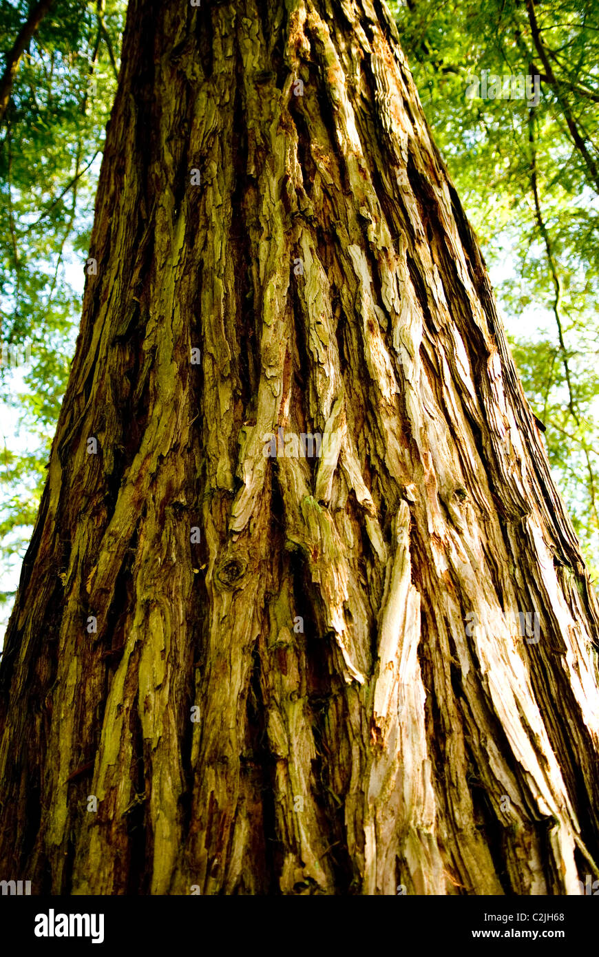 Sequoia sempervirens Banque D'Images