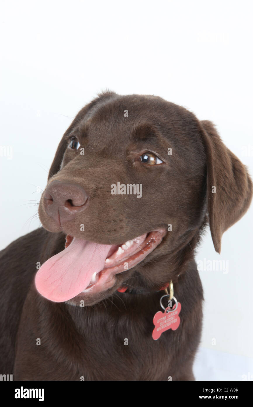 Chiot labrador chocolat. Banque D'Images