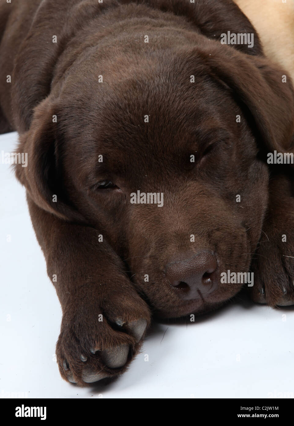 Chocolat couchage chiot Labrador Banque D'Images