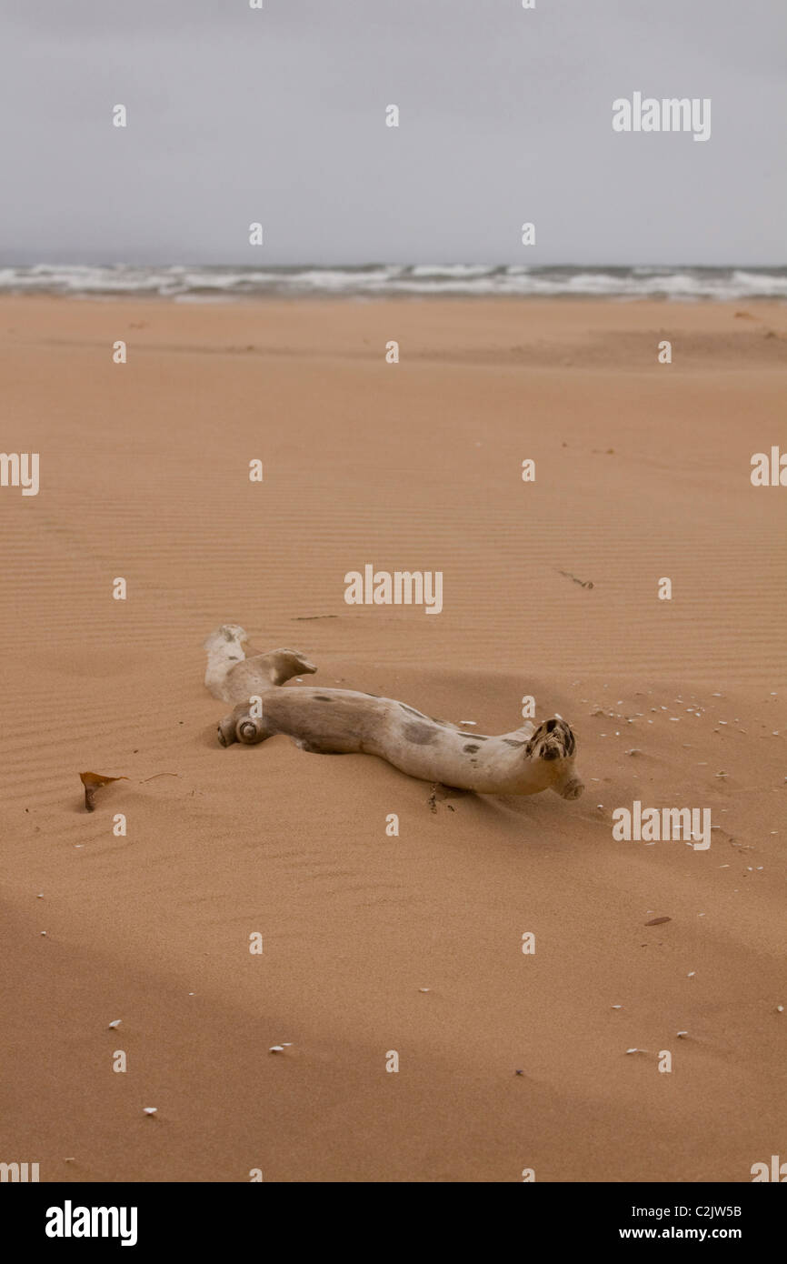 Seul morceau de bois flottant dans le sable, parc national de l'île, sur la rive nord de l'Île du Prince Édouard, Canada Banque D'Images