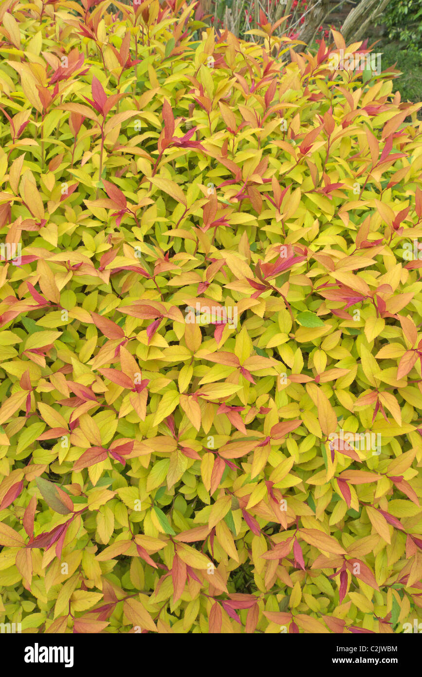 South Eastern Connecticut Landscaping Deciduous Shrub Archives