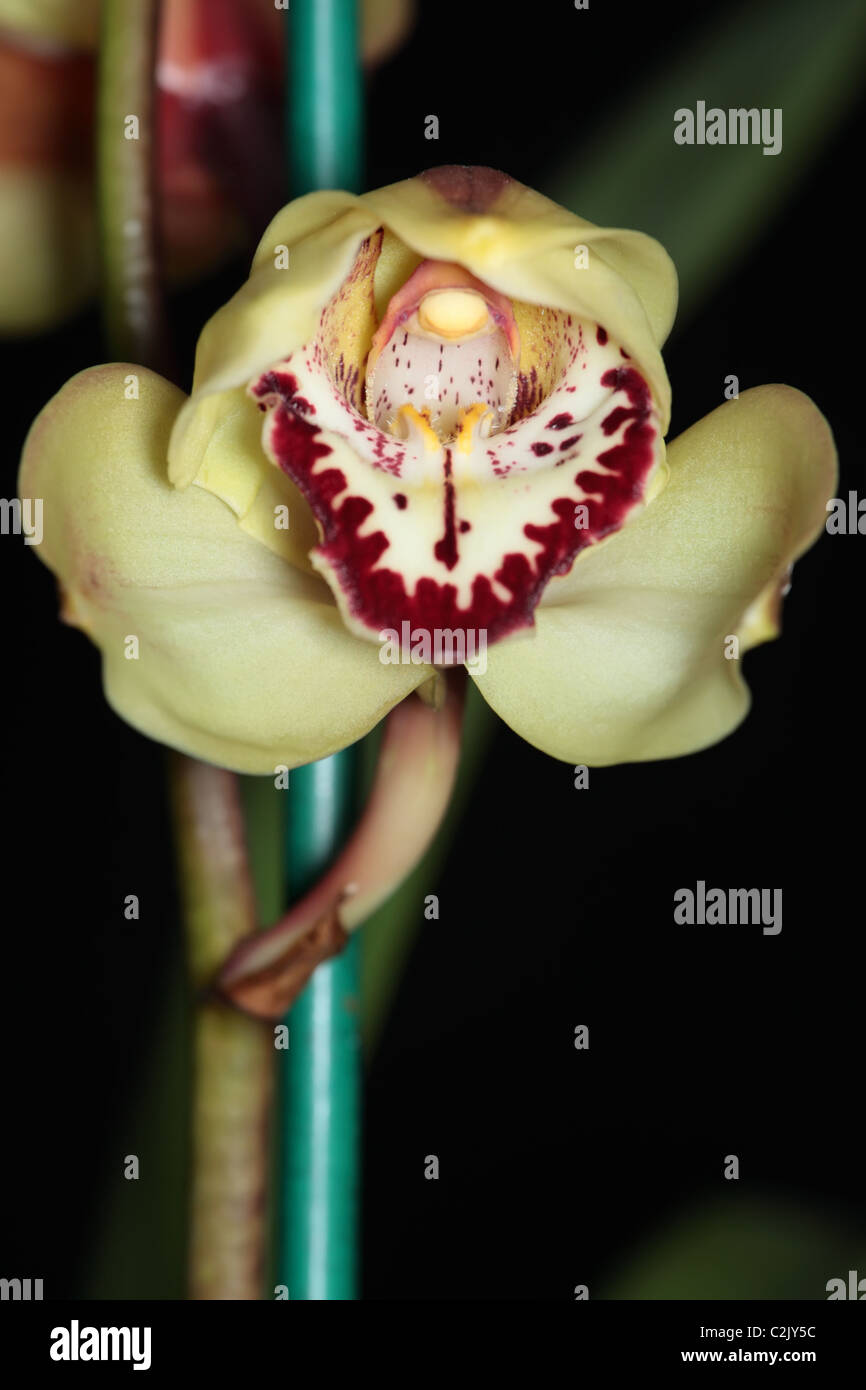 Orchidée Cymbidium Macro, pêche jaune avec des lèvres rouges, des plantes d'Intérieur, Décorations d'Intérieur Banque D'Images