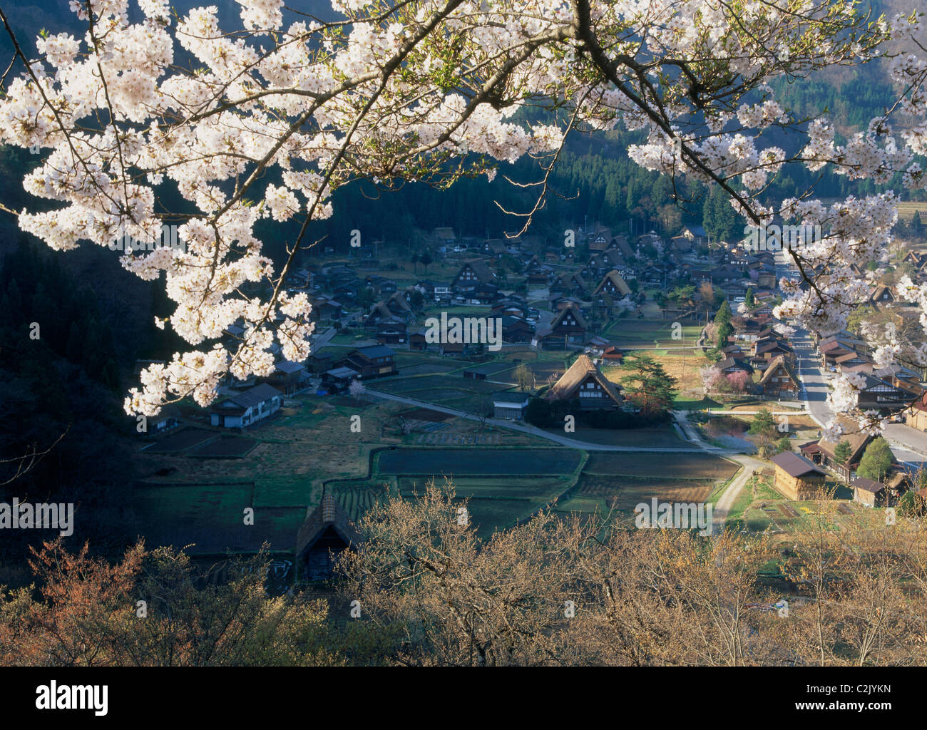 Fleurs de cerisier et de Shirakawa-go, Shirakawa, Ono, Gifu, Japon Banque D'Images