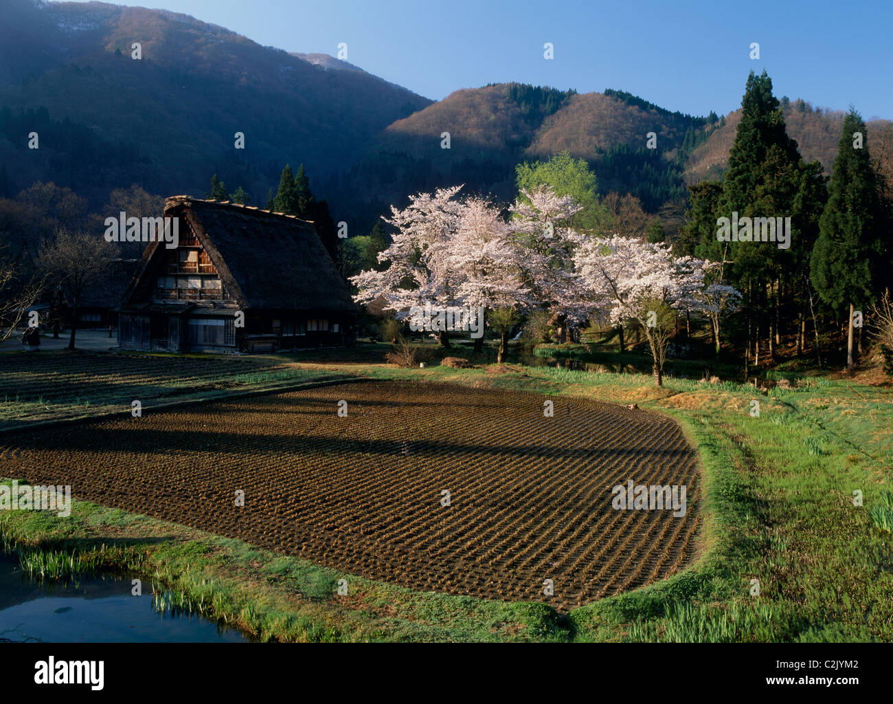 Ferme et Champ à Shirakawa-go, Shirakawa, Ono, Gifu, Japon Banque D'Images