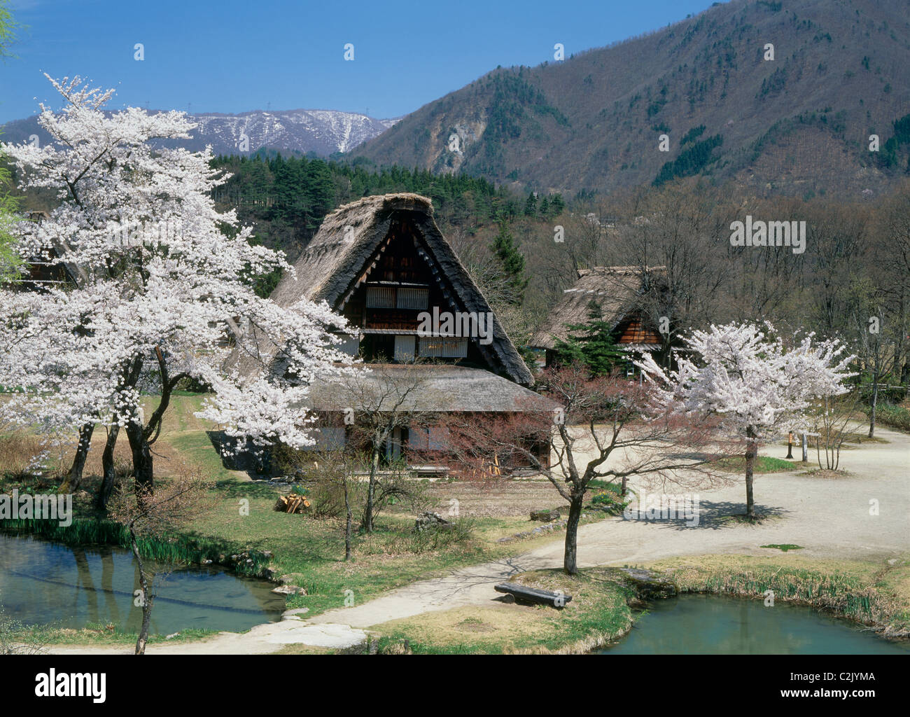 Maison de ferme et les cerisiers en fleurs à Shirakawa-go, Shirakawa, Ono, Gifu, Japon Banque D'Images