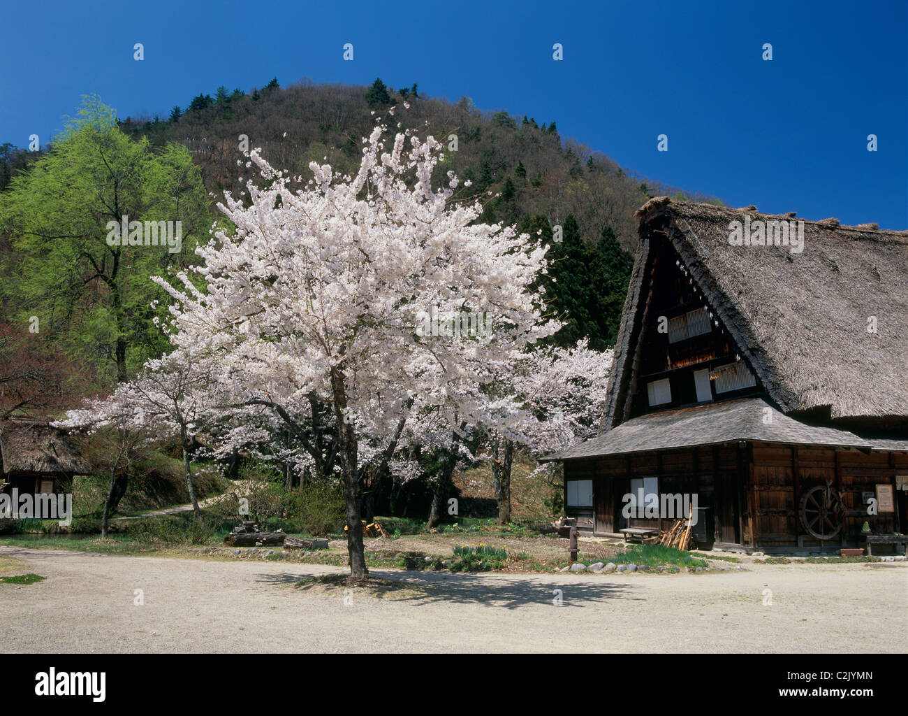 Maison de ferme et les cerisiers en fleurs à Shirakawa-go, Shirakawa, Ono, Gifu, Japon Banque D'Images