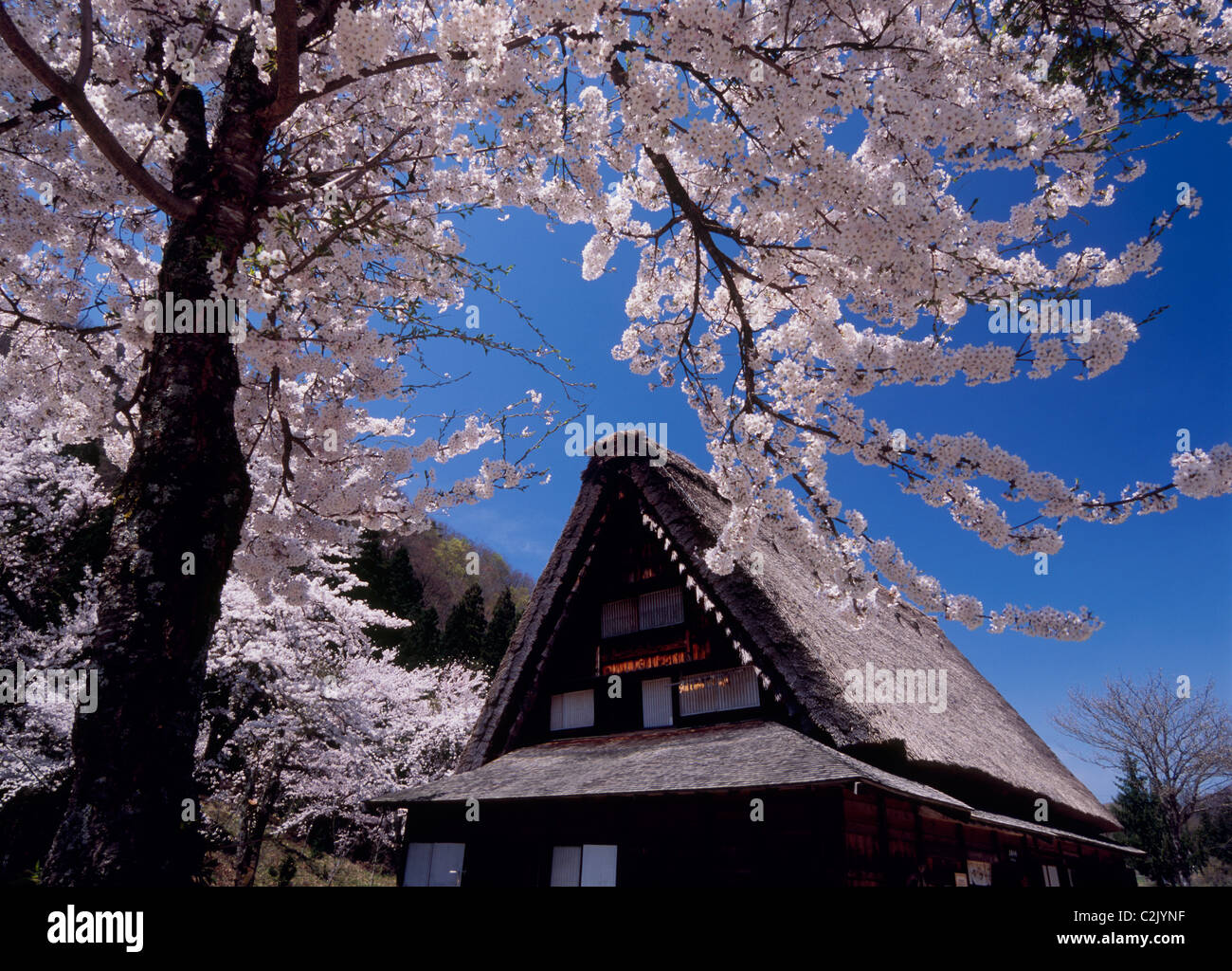 Maison de ferme et les cerisiers en fleurs à Shirakawa-go, Shirakawa, Ono, Gifu, Japon Banque D'Images