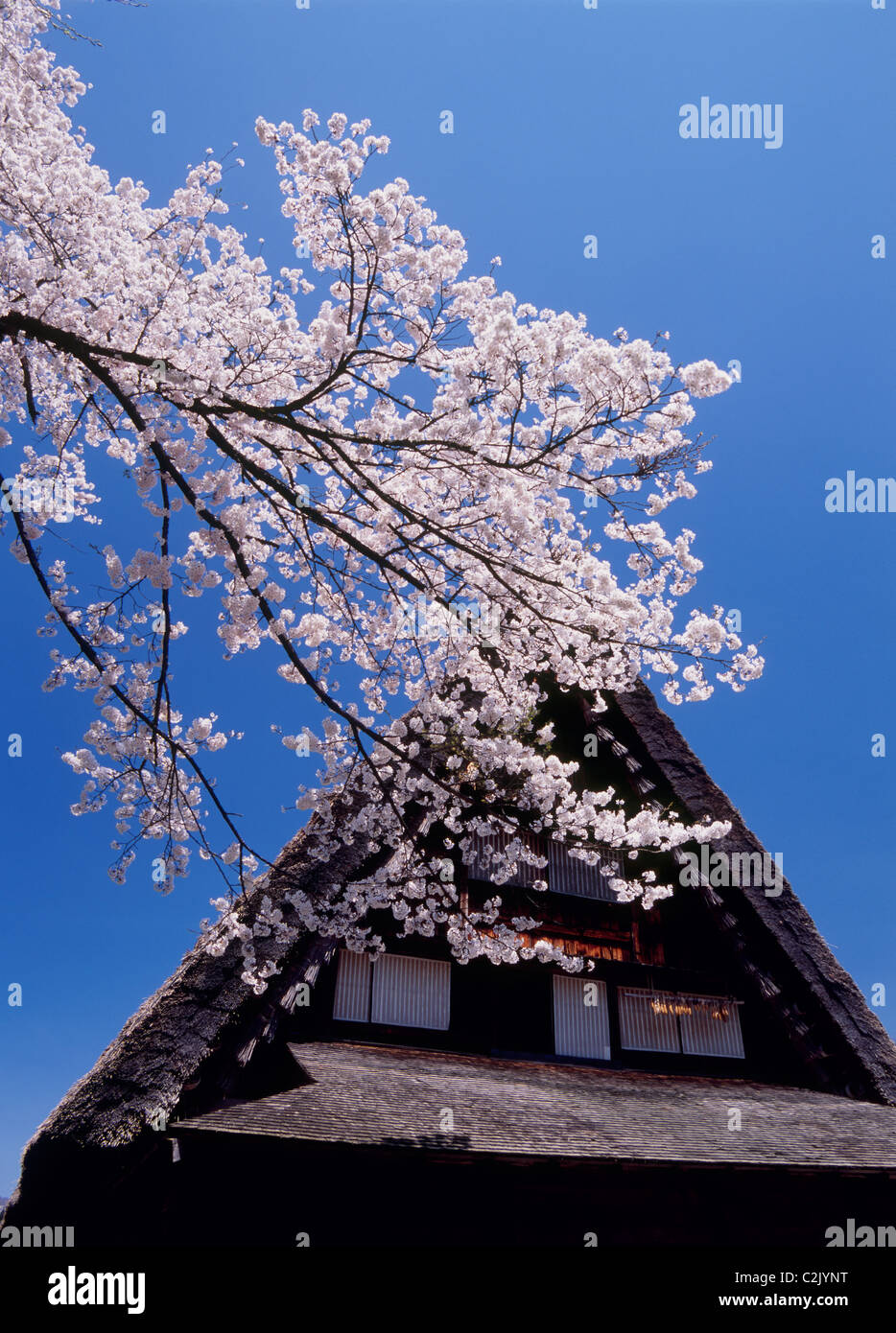 Maison de ferme et les cerisiers en fleurs à Shirakawa-go, Shirakawa, Ono, Gifu, Japon Banque D'Images