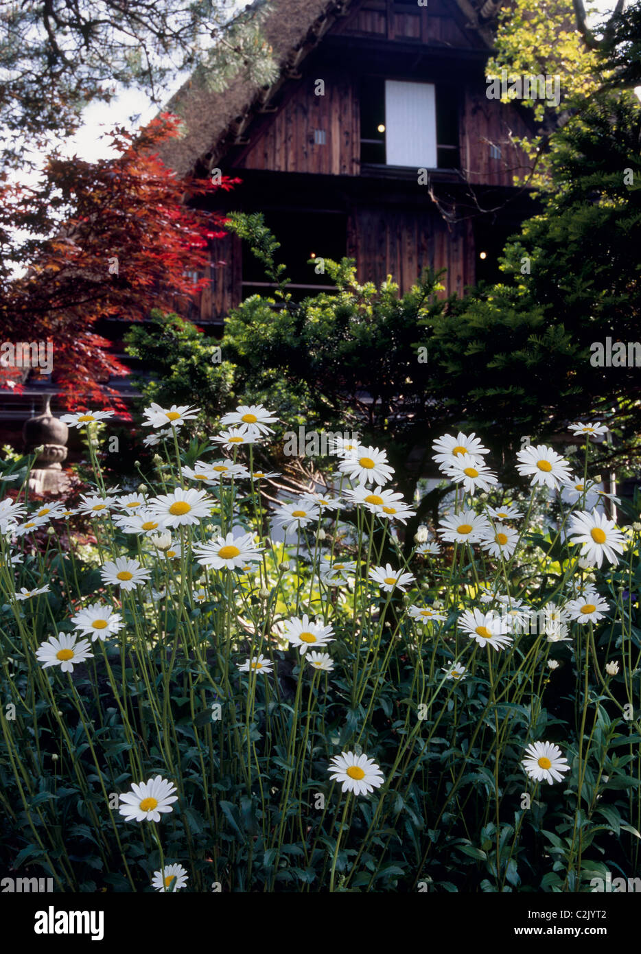 Gîte rural et Daisy à Shirakawa-go, Shirakawa, Ono, Gifu, Japon Banque D'Images