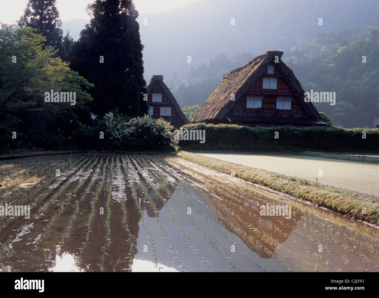 Village et du riz paddy à Shirakawa-go, Shirakawa, Ono, Gifu, Japon Banque D'Images