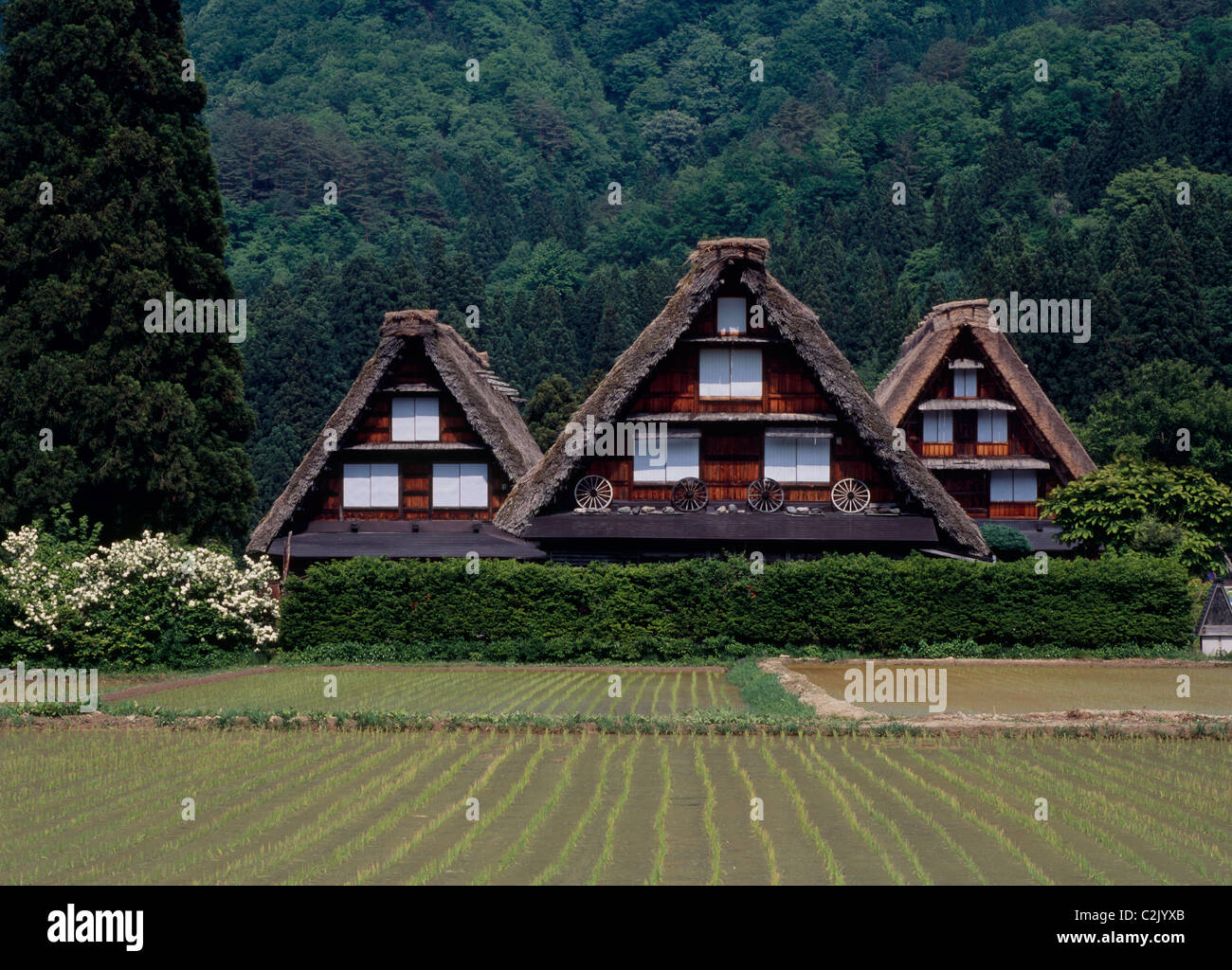 Village et du riz paddy à Shirakawa-go, Shirakawa, Ono, Gifu, Japon Banque D'Images