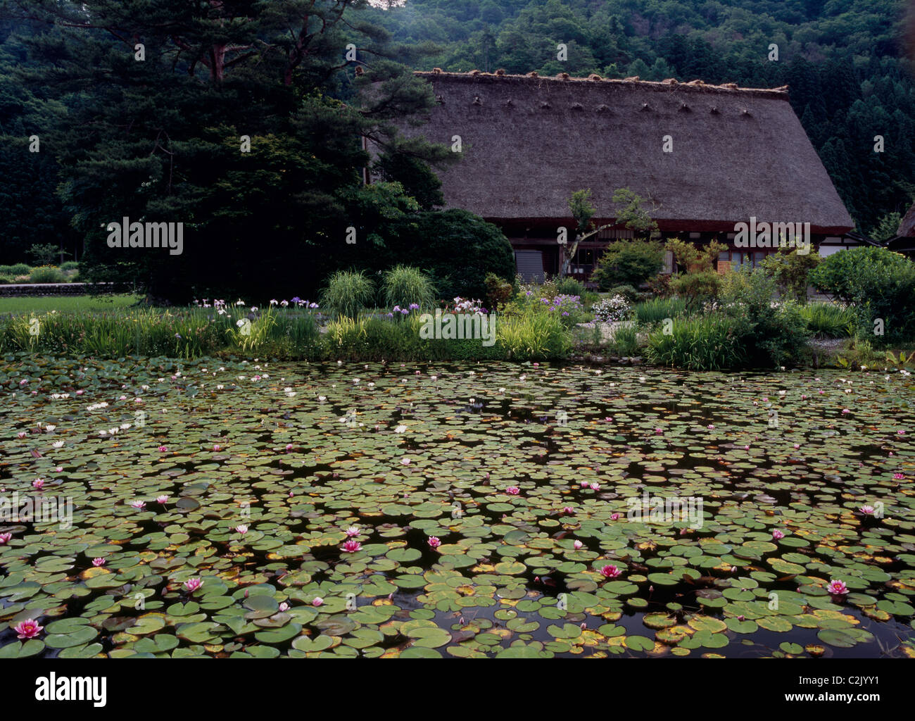 Gîte rural et de l'eau Lily à Shirakawa-go, Shirakawa, Ono, Gifu, Japon Banque D'Images