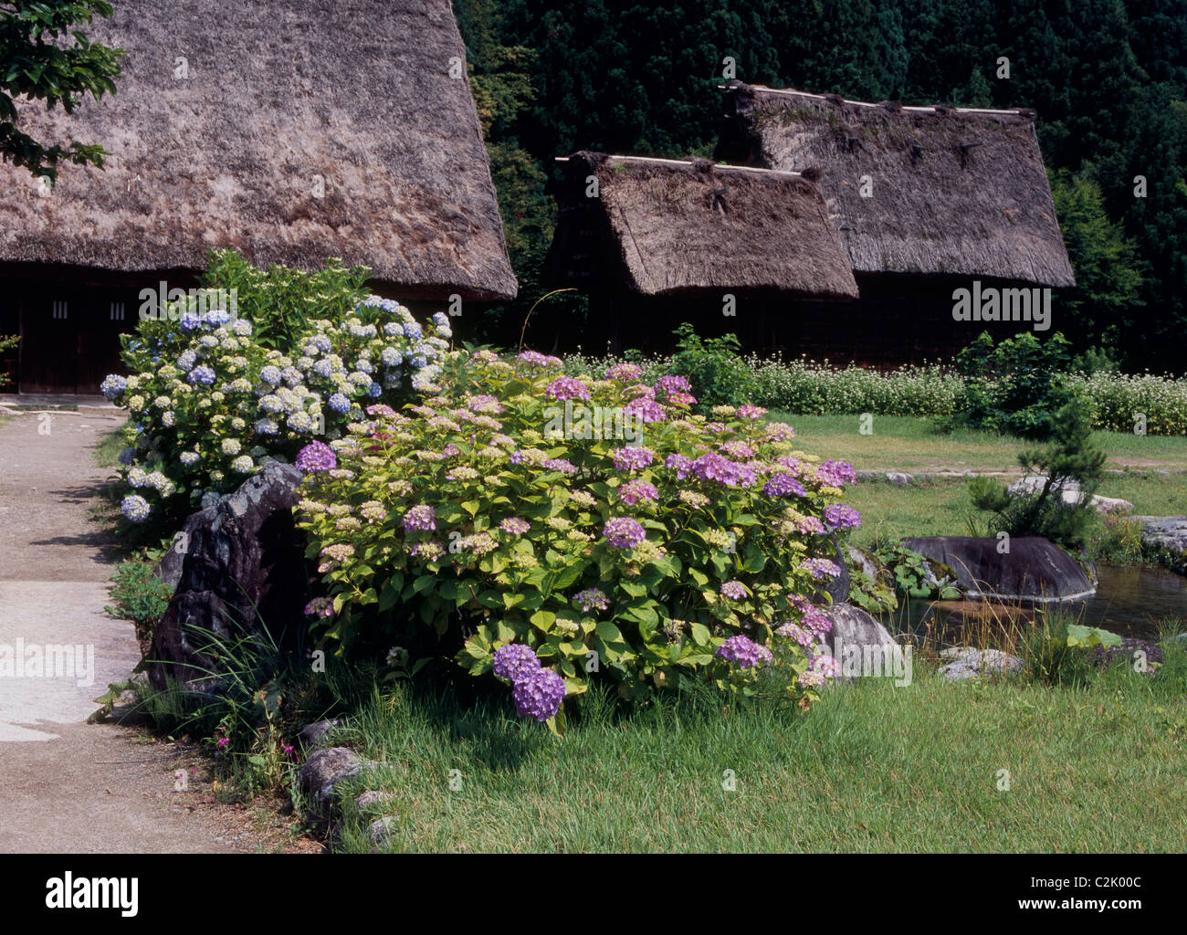 Maison de ferme et l'Hydrangea, Shirakawa, Ono, Gifu, Japon Banque D'Images