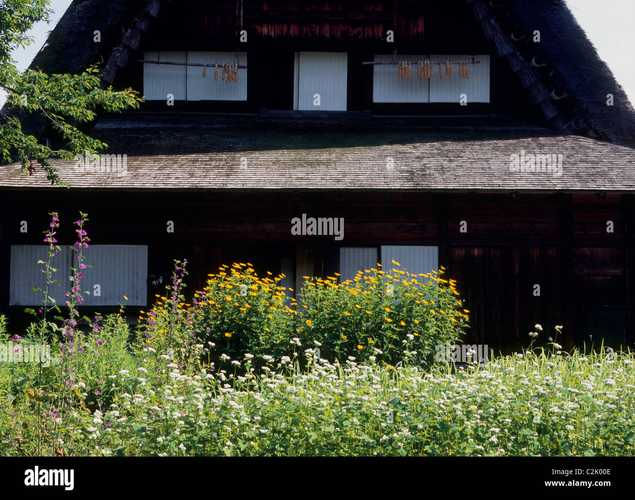 Ferme et fleur à Shirakawa-go, Shirakawa, Ono, Gifu, Japon Banque D'Images