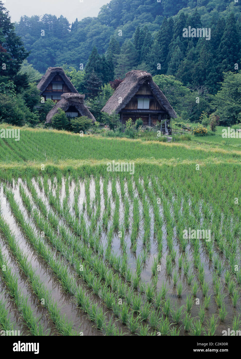 Village et du riz paddy à Shirakawa-go, Shirakawa, Ono, Gifu, Japon Banque D'Images