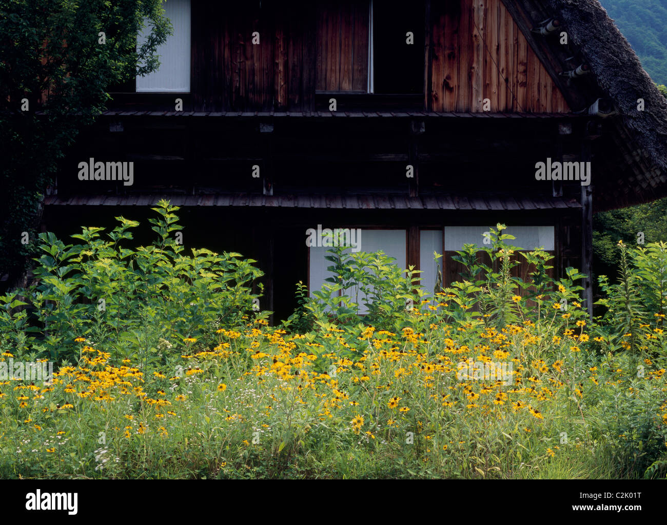 Ferme et fleur à Shirakawa-go, Shirakawa, Ono, Gifu, Japon Banque D'Images