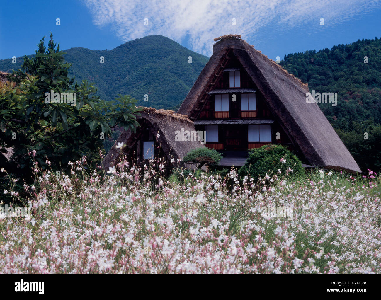 Ferme et fleur à Shirakawa-go, Shirakawa, Ono, Gifu, Japon Banque D'Images