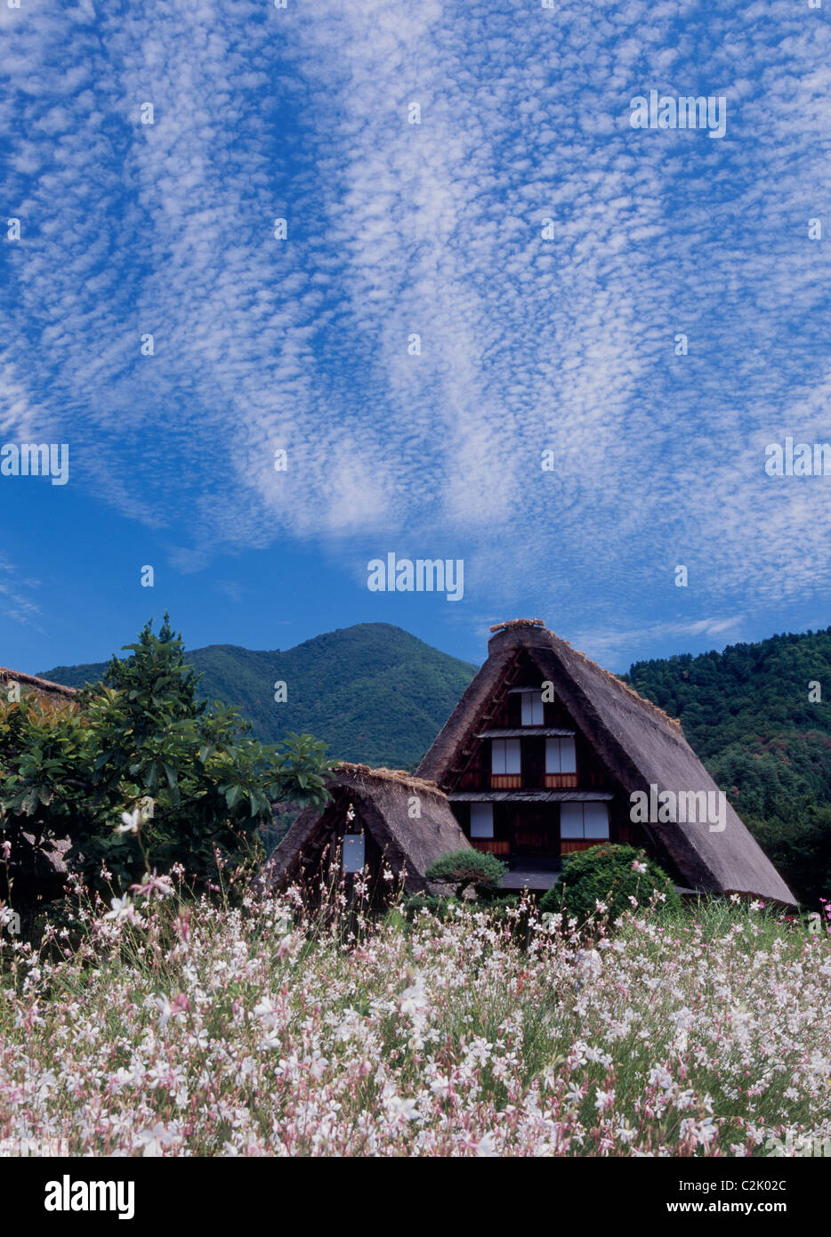 Ferme et fleur à Shirakawa-go, Shirakawa, Ono, Gifu, Japon Banque D'Images