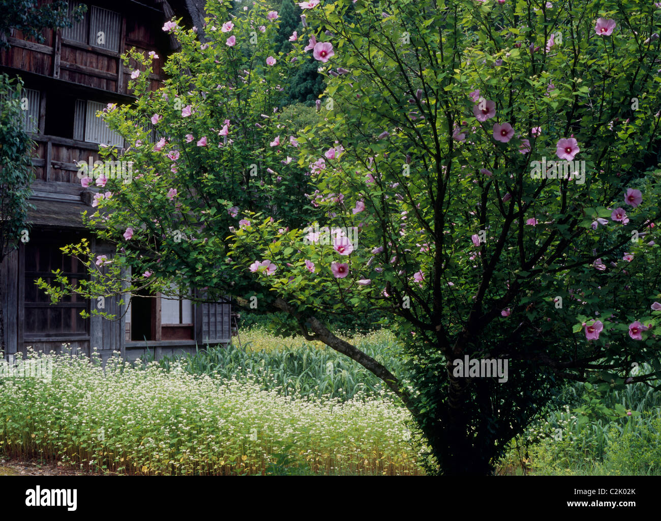 Ferme et fleur à Shirakawa-go, Shirakawa, Ono, Gifu, Japon Banque D'Images