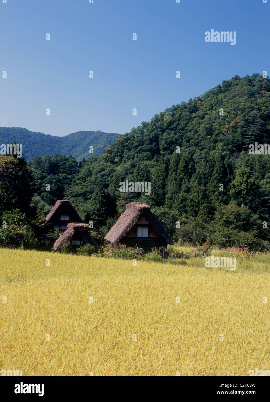 Village et du riz paddy à Shirakawa-go, Shirakawa, Ono, Gifu, Japon Banque D'Images