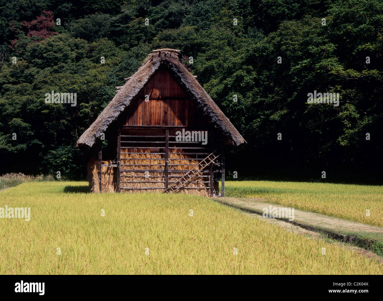 Hut et le riz paddy à Shirakawa-go, Shirakawa, Ono, Gifu, Japon Banque D'Images