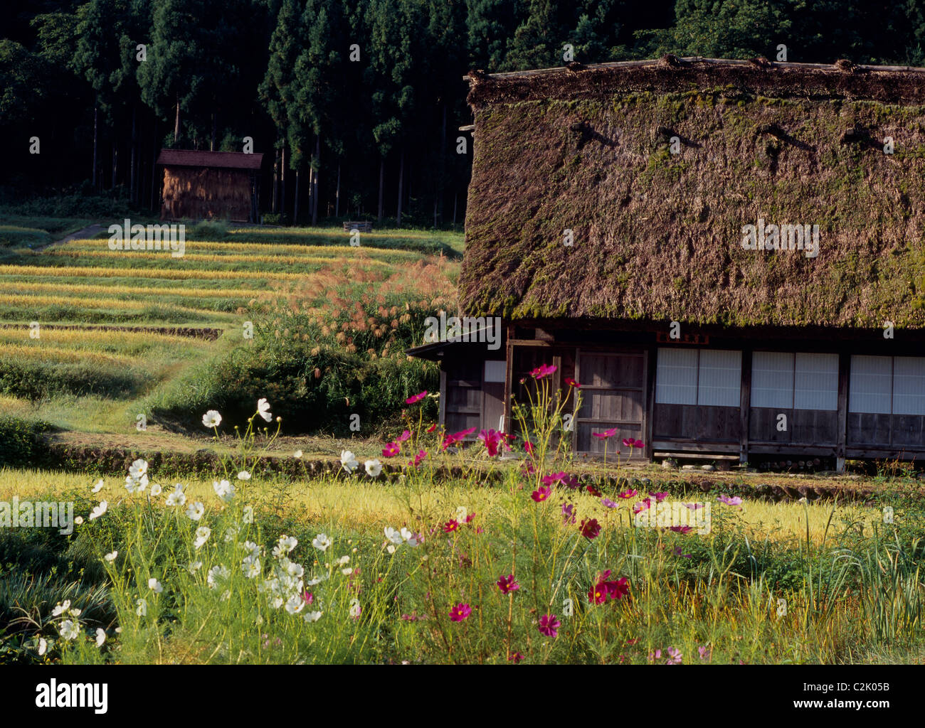 Gîte rural et le riz paddy à Shirakawa-go, Shirakawa, Ono, Gifu, Japon Banque D'Images