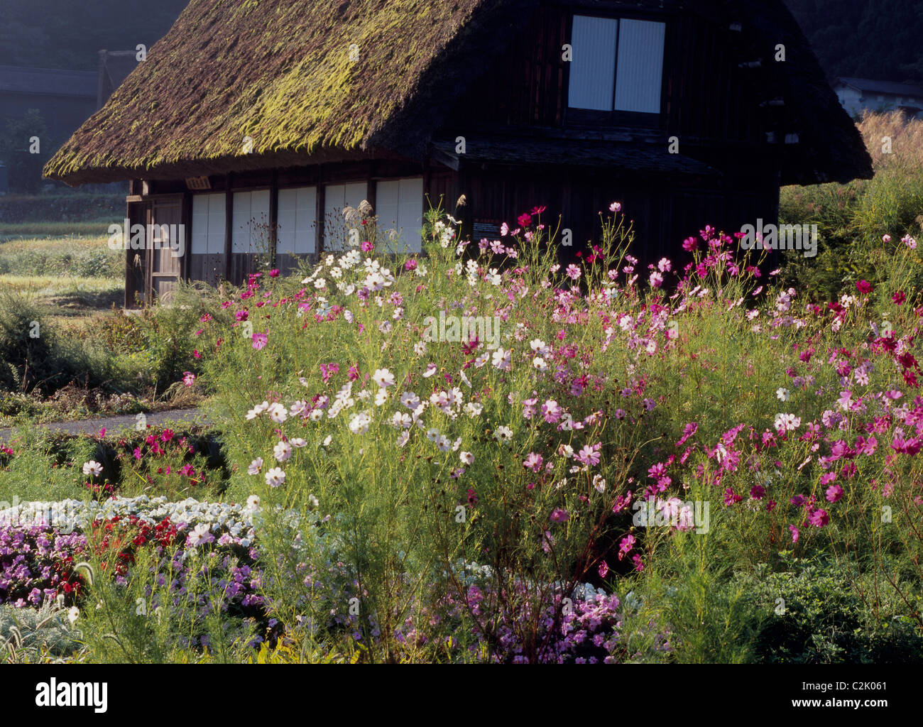 Ferme et fleur à Shirakawa-go, Shirakawa, Ono, Gifu, Japon Banque D'Images