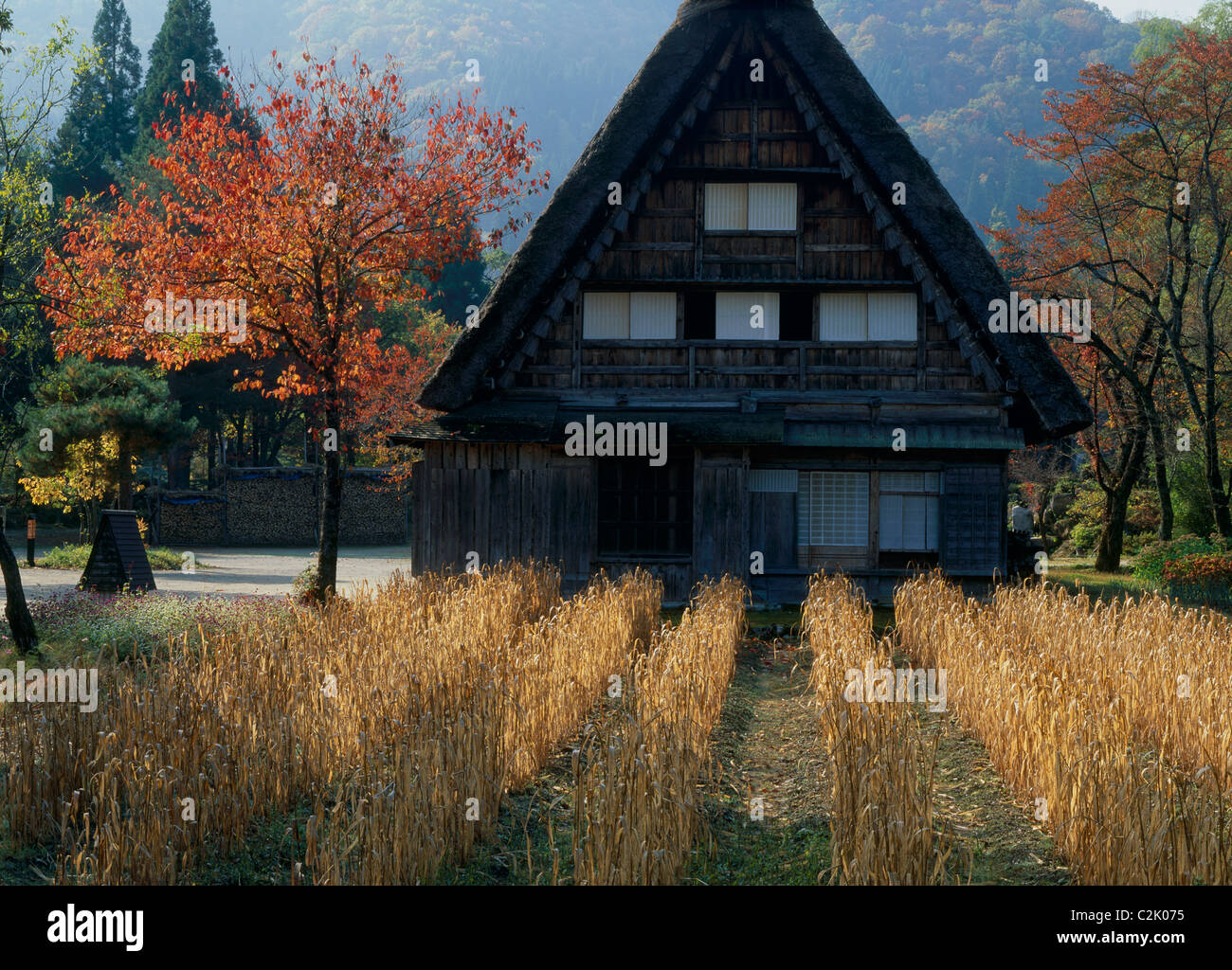 Gîte rural et le riz paddy à Shirakawa-go, Shirakawa, Ono, Gifu, Japon Banque D'Images