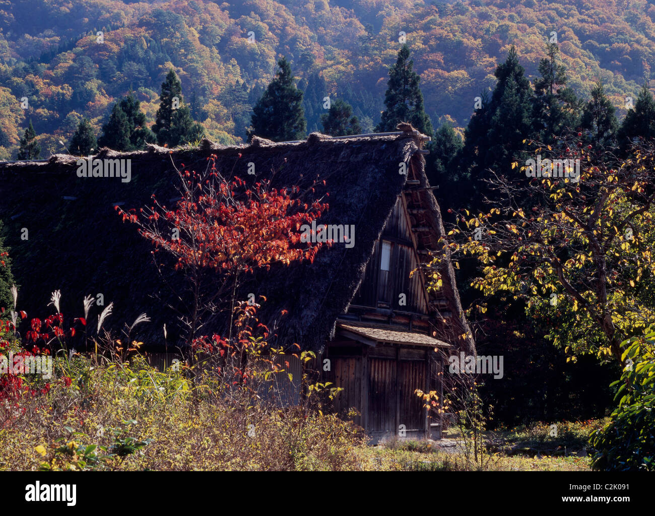 Maison de ferme et les feuilles d'automne à Shirakawa-go, Shirakawa, Ono, Gifu, Japon Banque D'Images