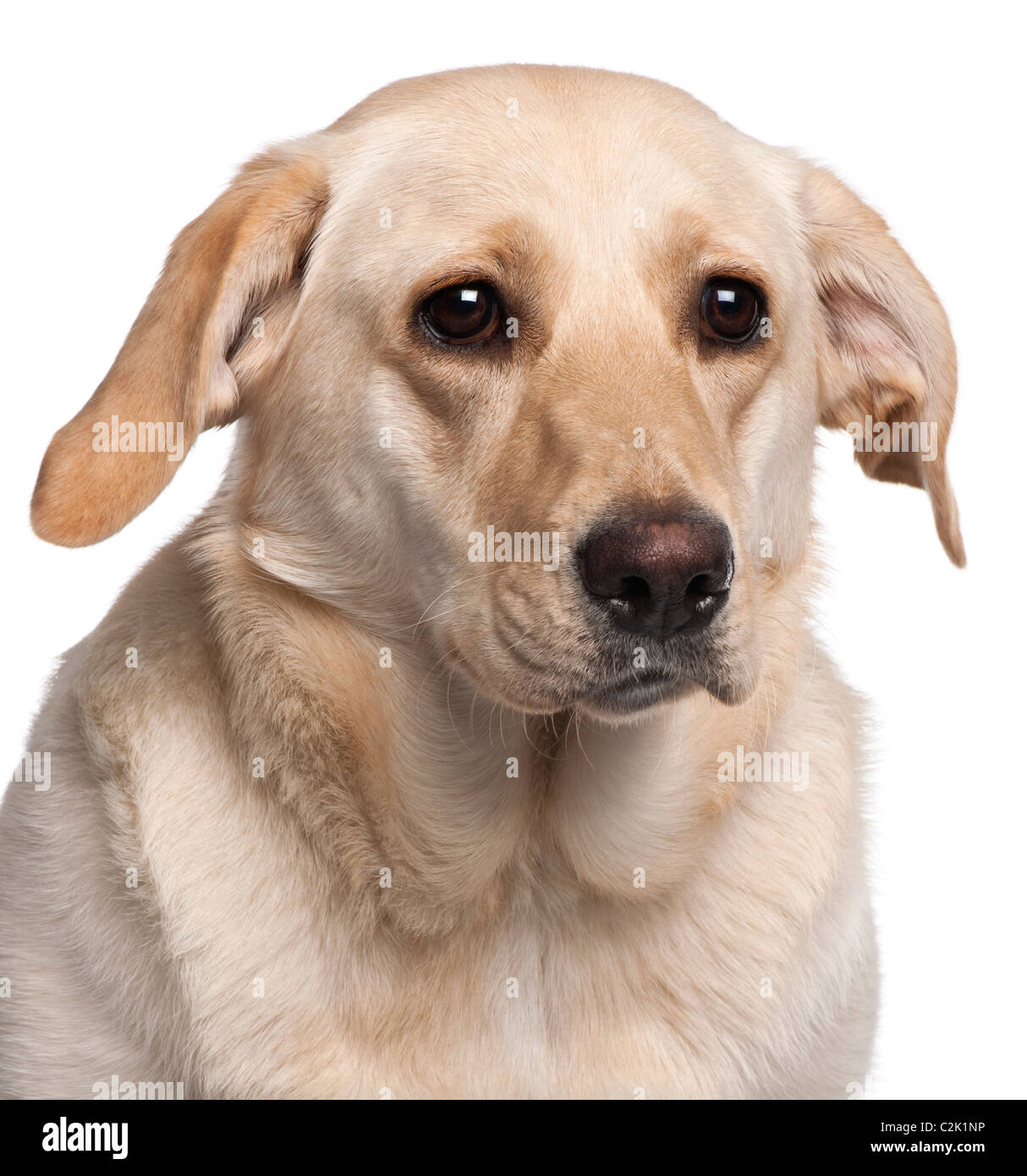 Close-up of Labrador Retriever, 11 mois, in front of white background Banque D'Images Close-up of Labrador Retriever, 11 mois, in front of white background Banque D'Images