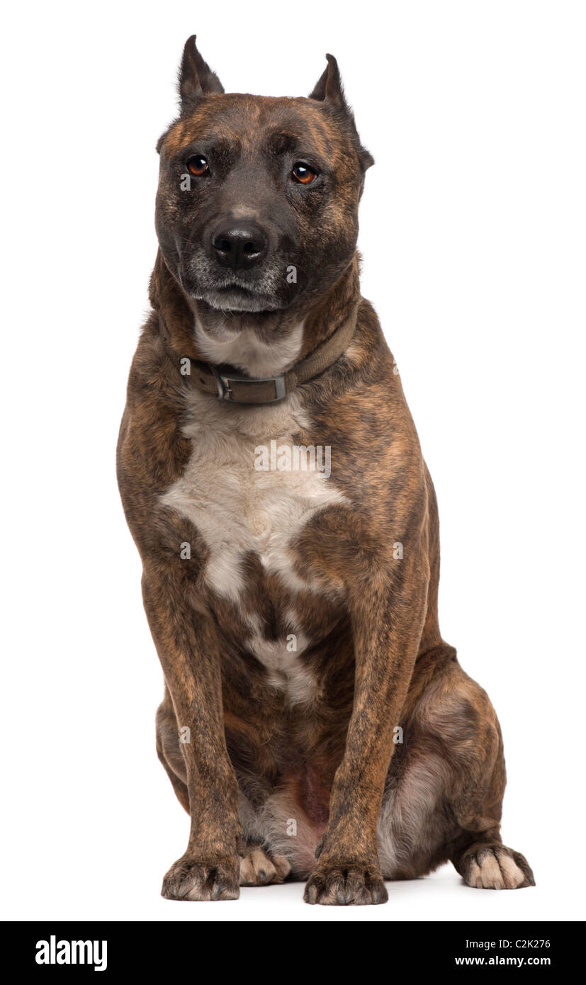 American Staffordshire Terrier chien, 12 ans, in front of white background Banque D'Images