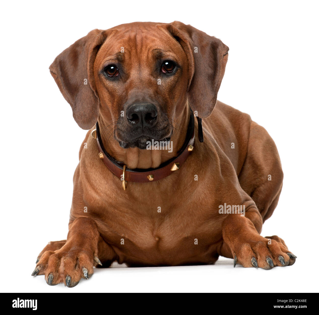 Le Rhodesian Ridgeback puppy, 7 mois, le mensonge in front of white background Banque D'Images